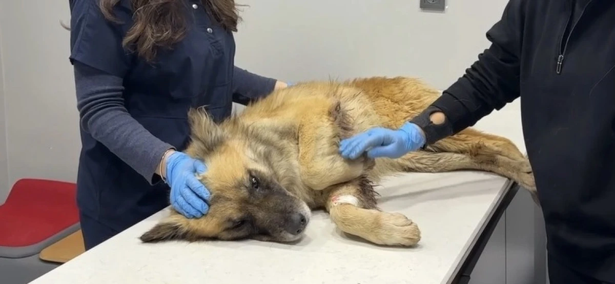 Alaşehir &Ccedil;ayı Taştı, Mahsur Kalan K&ouml;pekler 8 Saatlik Operasyonla Kurtarıldı