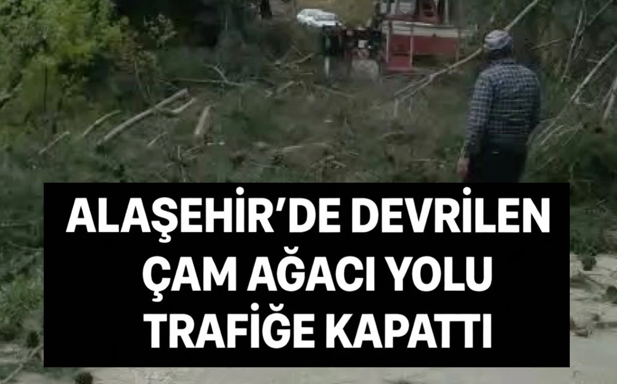 Alaşehir&rsquo;de devrilen &ccedil;am ağacı yolu trafiğe kapattı