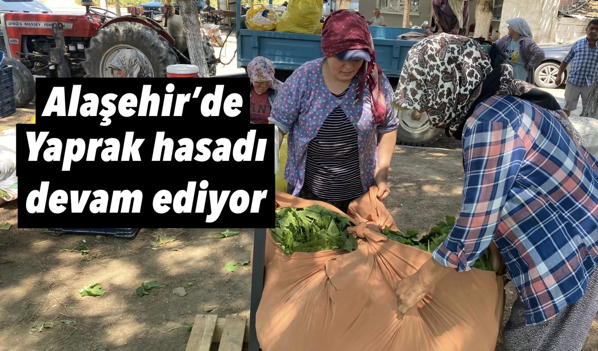 Alaşehir'de Kadınların Ek Gelir Kapısı: Asma Yaprağı Hasadı Devam Ediyor