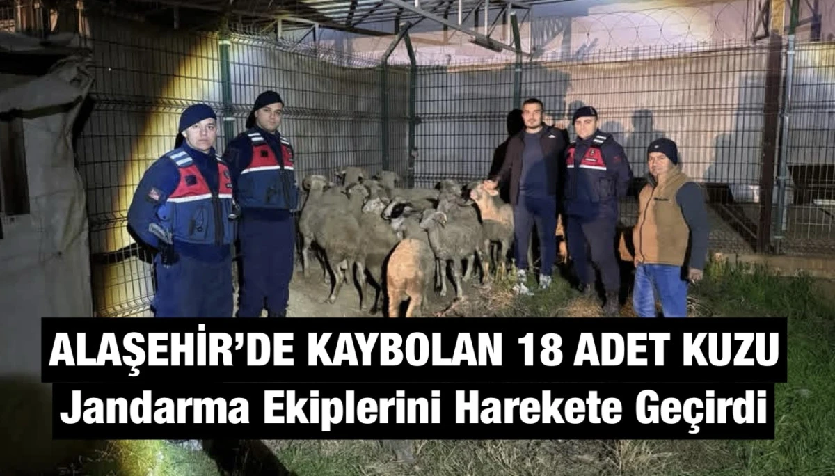 Alaşehir’de Kaybolan 18 Kurbanlık Kuzu Jandarma Ekiplerini Harekete Geçirdi 