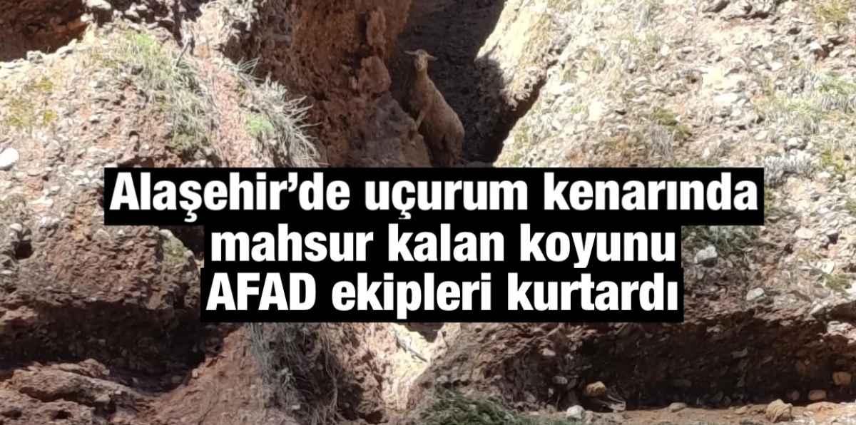 Alaşehir&rsquo;de U&ccedil;urum Kenarında Mahsur Kalan Koyun AFAD Ekipleri Tarafından Kurtarıldı