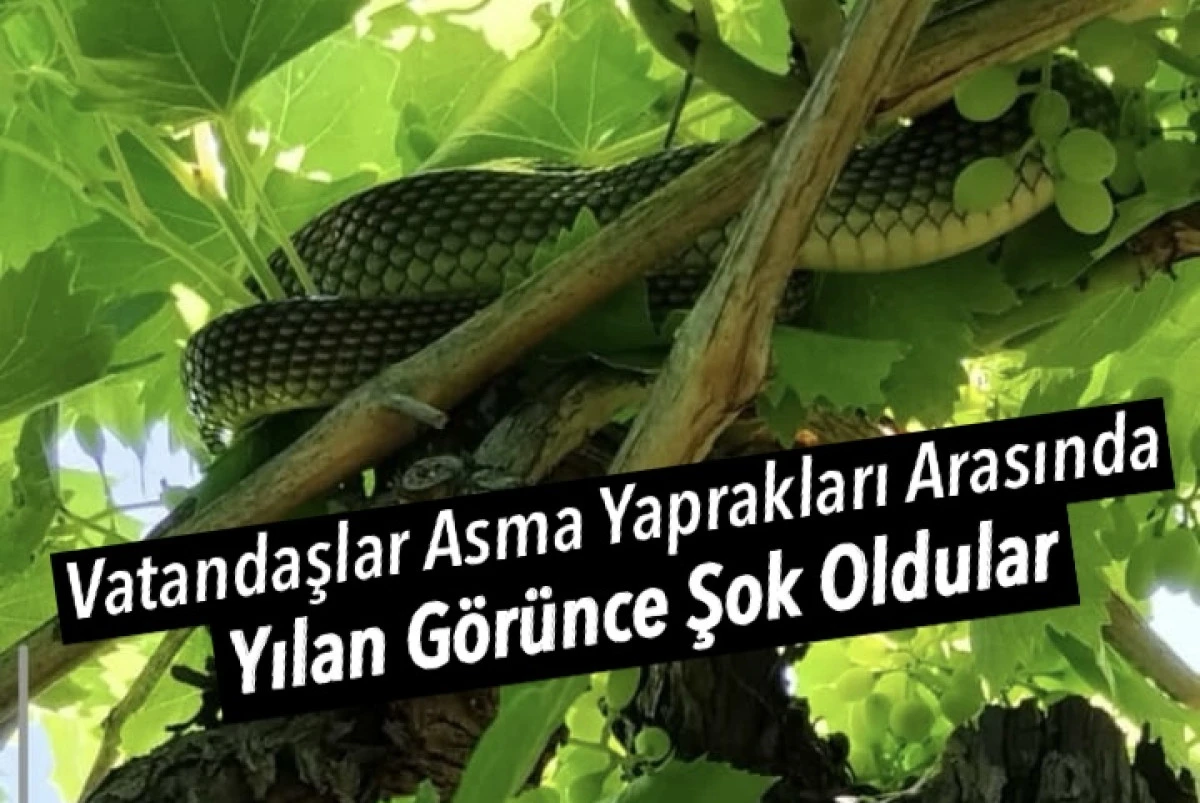 Alaşehir&rsquo;de &Uuml;z&uuml;m Bağında Yılan Paniği