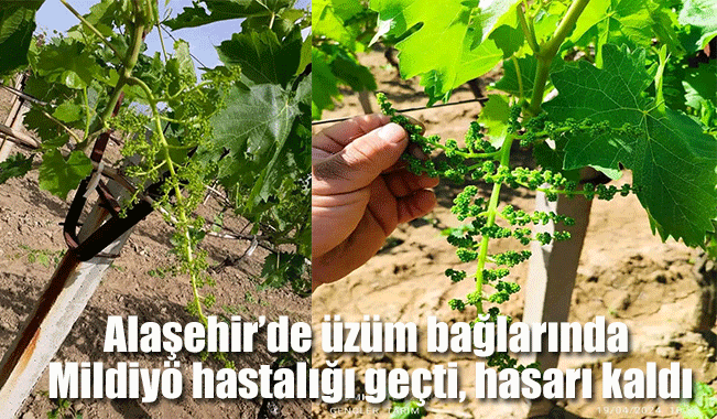 Alaşehir’de üzüm bağlarında Mildiyö hastalığı geçti, hasarı kaldı