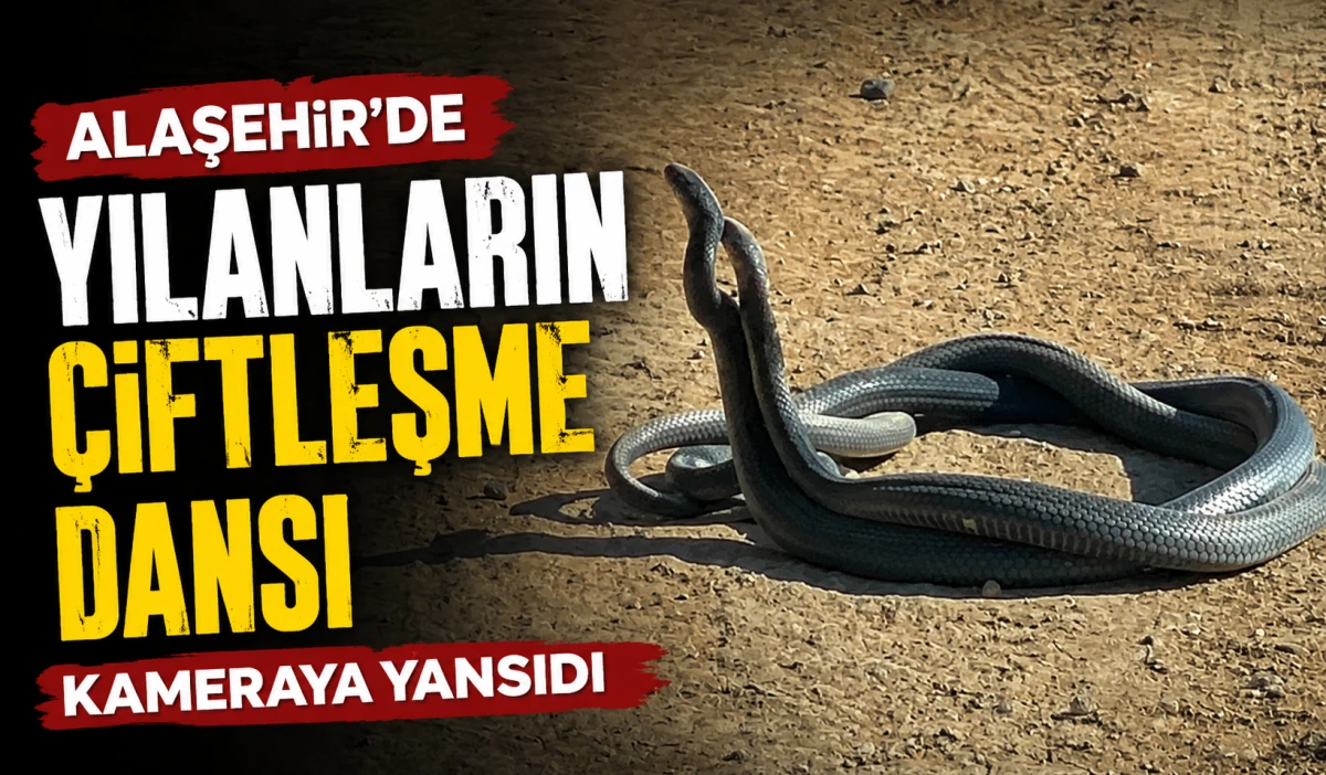 Alaşehir&rsquo;de Yılanların Dansı Kameraya Yansıdı