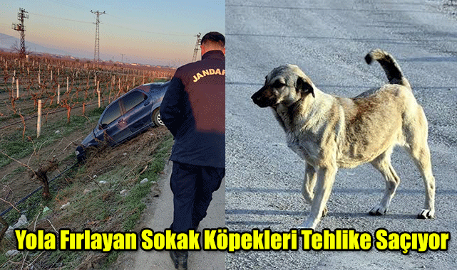Alaşehir'de Yola Fırlayan Sokak Köpekleri Tehlike Saçıyor