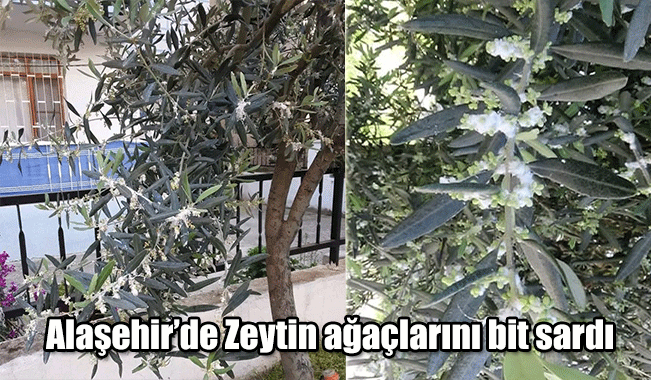 Alaşehir’de Zeytin ağaçlarını bit sardı 