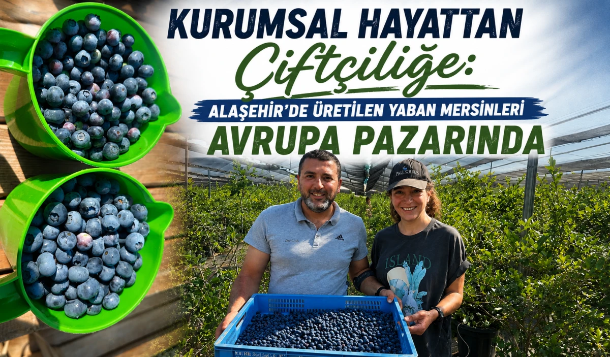 Alaşehir&rsquo;den D&uuml;nyaya Uzanan Başarı Hik&acirc;yesi: Yaban Mersini İhracatı 7 &Uuml;lkeye Ulaştı