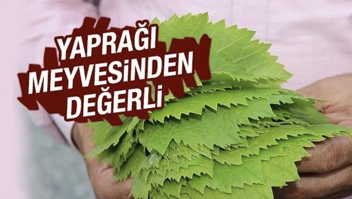 &Uuml;z&uuml;m&uuml;n Kendisi 90 TL, Yaprağı 120 TL