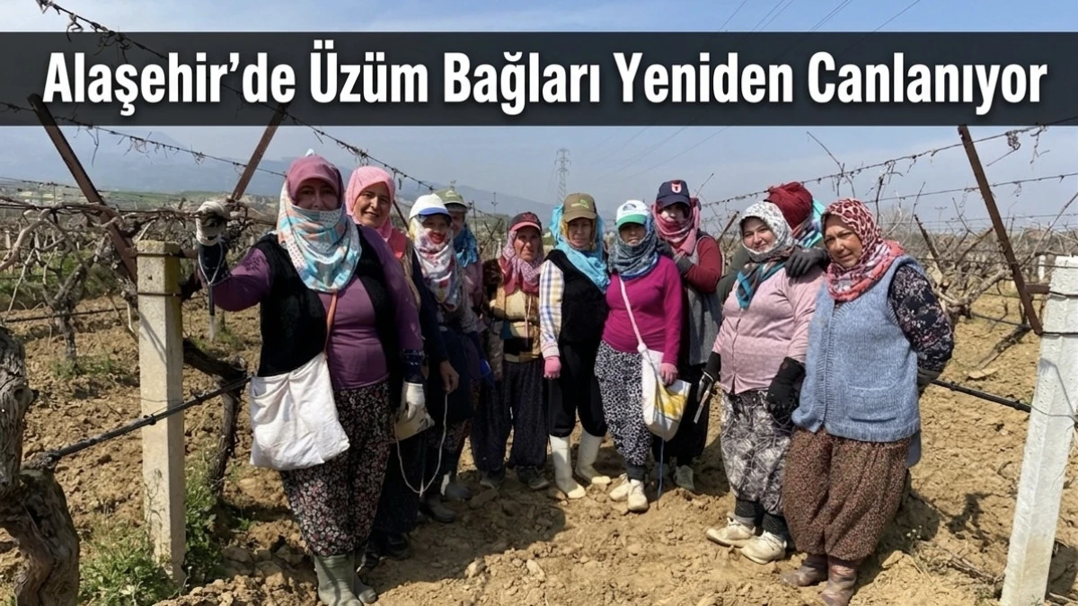 Yağışlı Kışın Ardından Bağlarda Yoğun Mesai Başladı 